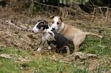 BULL TERRIER MINIATURE 232